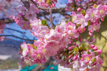 美しい河津桜のある風景