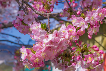 美しい河津桜のある風景