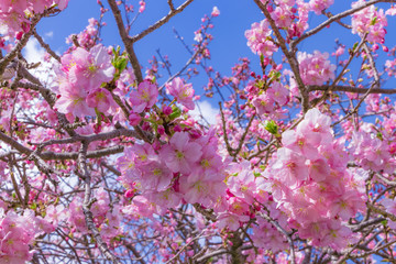 Obraz premium 美しい河津桜のある風景