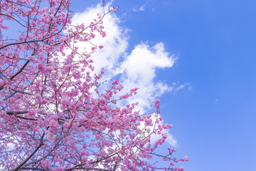 美しい河津桜のある風景