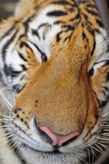 The tiger's head close-up pictures