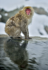 Snow monkey in natural hot spring. The Japanese macaque. Scientific name: Macaca fuscata, also known as the snow monkey.