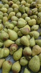 Pears