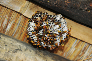 Yellow beautiful hives, honey, background