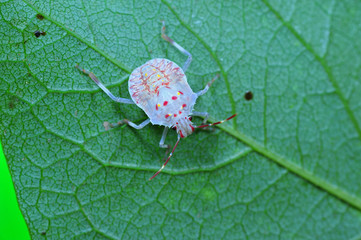 Stink bug, a kind of insect