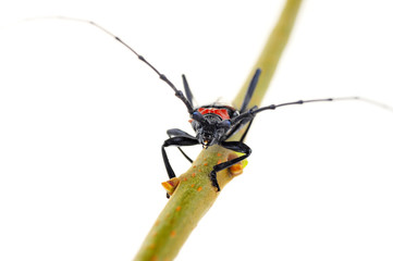 Sawyer, on a white background