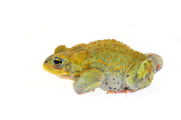 Toad on a white background