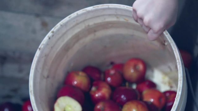 Red apples shoveled out of crate before grappa distilling