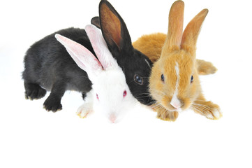 The rabbit in a white background