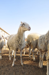 Fototapeta premium In the pasture flocks of rest