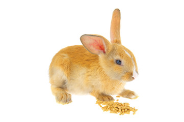 Obraz premium The rabbit in a white background