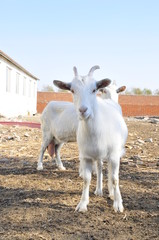 In the pasture flocks of rest