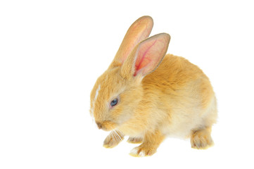 The rabbit in a white background