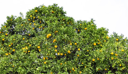 Fototapeta na wymiar Orange Fruit Tree
