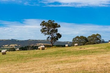 Obraz premium Spectacular panoramic landscape of field with sraw bales and eucalyptus