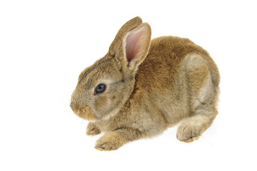 grey rabbit on a white background