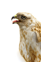 The eagle head features on a white background