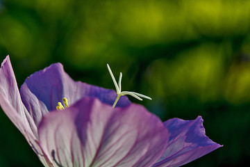 Pink Evening Primrose