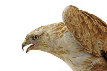 The eagle head features on a white background