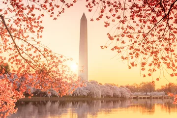 Papier Peint photo Lavable Lieux américains Washington Monument during the Cherry Blossom Festival
