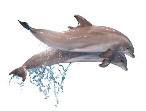 Two jumping dolphins isolated