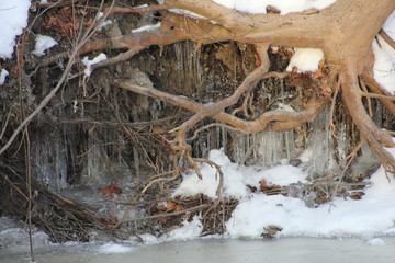 tree ice winter brown white cold 