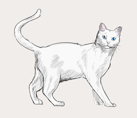 Illustration of cat