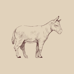 Illustration of donkey drawing style