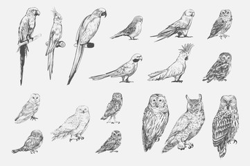 Illustration drawing style of parrot birds collection © Rawpixel.com