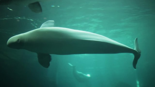 Beluga Whales Swimming in Blue Aquarium