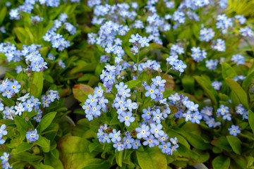 忘れな草