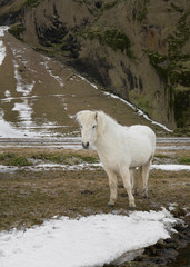 Obraz premium Icelandic horse grazing during winter in Iceland