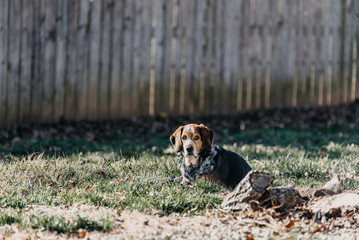 Beagle