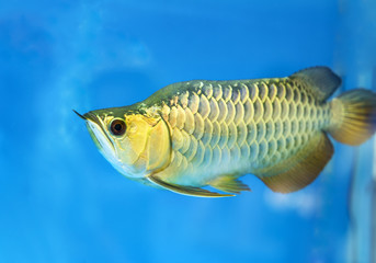 Fototapeta premium Arowana in aquarium, this is a favorite fish with long body, beautiful dragon shape colorful for decoration in the aquarium in the rich family
