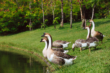 African Chinese geese standing in the park 