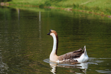 African Chinese geese standing in the park 