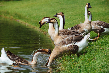 African Chinese geese standing in the park 