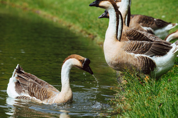 African Chinese geese standing in the park 