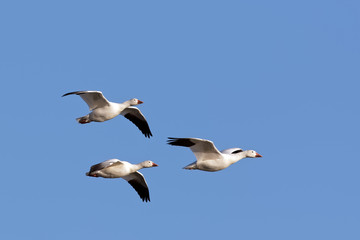 Fototapeta na wymiar Snow Geese in Flight with a Blue Sky Background