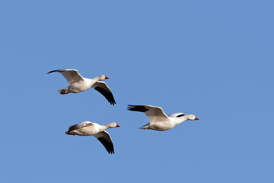 Snow Geese in Flight with a Blue Sky Background