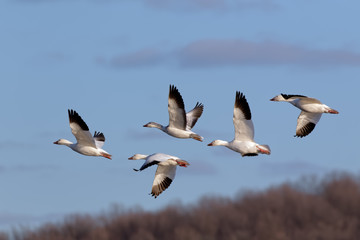 Fototapeta na wymiar Migrating Snow Geese in Flight