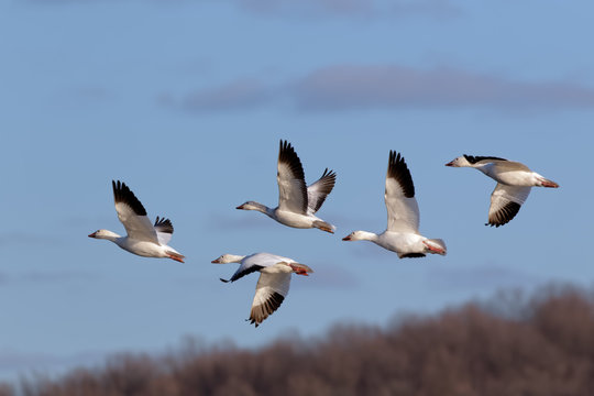 Migrating Snow Geese in Flight