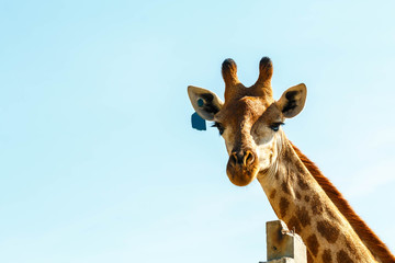 Portrait of a curious giraffe over blue sky 