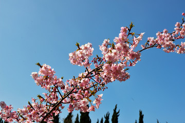 四浦半島の河津桜