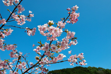 四浦半島の河津桜