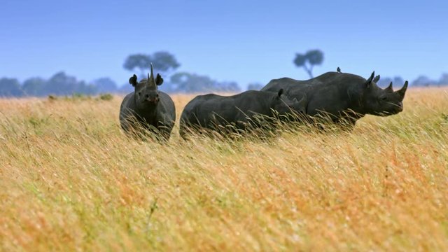 black rhinoceros in the wild africa safari