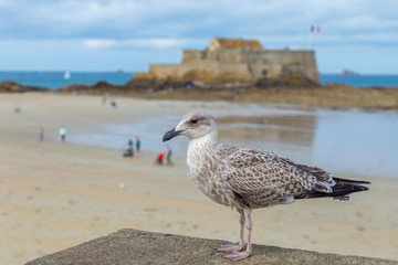 Seagull profile with the background of Saint Malo beach, Fort National and rocks during low Tide. Brittany, Europe