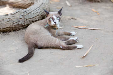 Cat lying on the ground