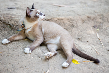 Fototapeta premium Cat lying on the ground