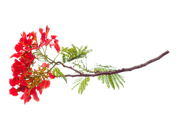 royal poinciana flower , red flower isolated on white background